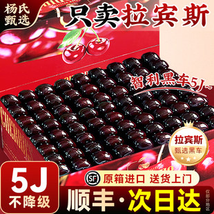 顺丰次日达 拉宾斯大樱桃5斤5j礼盒装智利进口新鲜水果包邮大樱桃