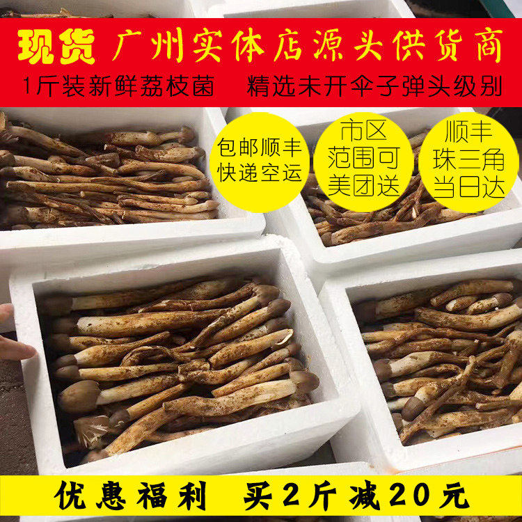 精品未开伞新鲜野生荔枝