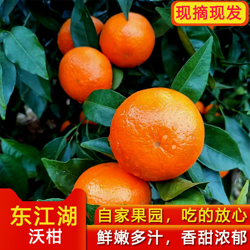 东江湖沃柑清江新鲜橘子孕妇水果当季10斤新鲜现摘柑橘甜桔