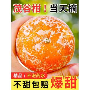 广西武鸣茂谷柑脏脏柑10斤新鲜水果应当季整箱沃橘子石灰柑桔子