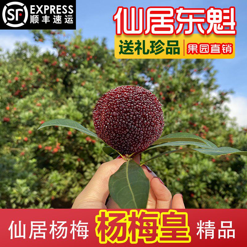正宗浙江仙居东魁杨梅新