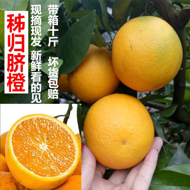 助农湖北新鲜甜橙秭归橙