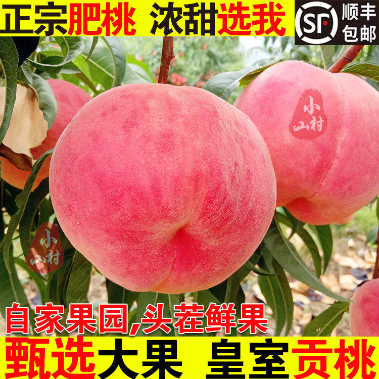 正宗山东肥桃脆桃大桃肥城桃新鲜桃子孕妇水果应季现摘水蜜桃顺丰