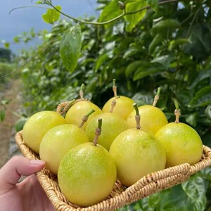 贵州从江高山种植黄金百香果纯甜无酸新鲜钦蜜九号广西云南礼盒装