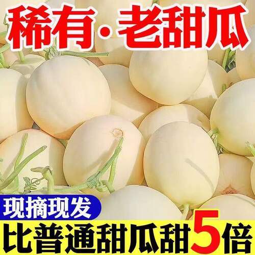 【稀有】正宗陕西阎良头