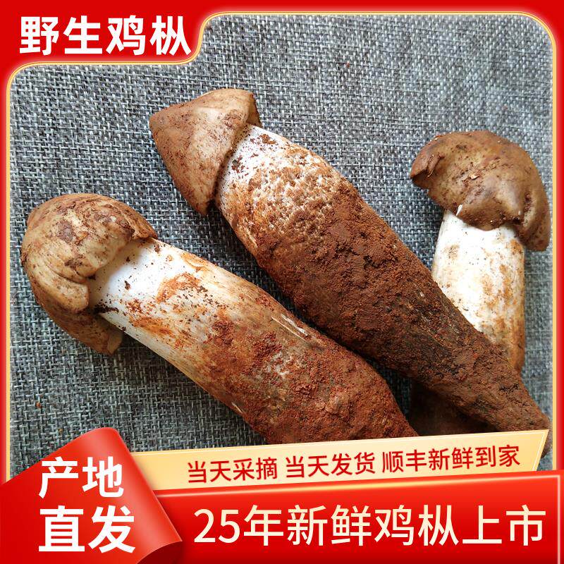 2025年现货新鲜野生鸡枞菌500g鸡纵云南野生菌特产鲜火把菌鸡棕菌