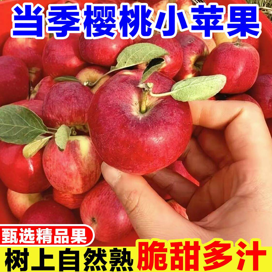 正宗樱桃小苹果新鲜迷你