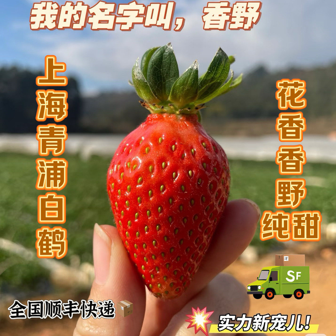 香野草莓隋珠上海青浦口感纯甜0酸超级棒绿色自带花香浓郁高品质