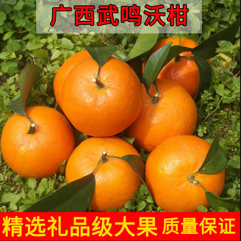 正宗广西武鸣沃柑新鲜一