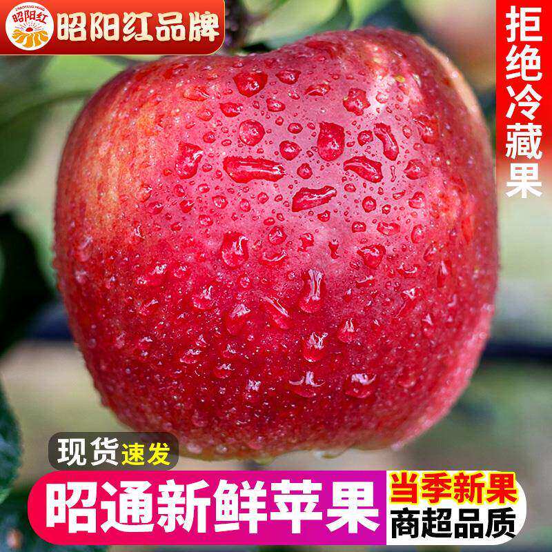 【昭阳红】昭通新鲜苹果
