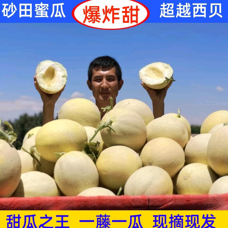 甘肃兰州戈壁白兰瓜西贝