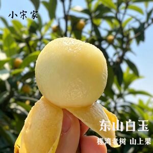 小宋家2026年正宗苏州东