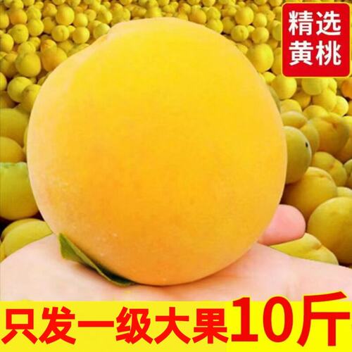 现摘砀山黄桃10斤整箱新