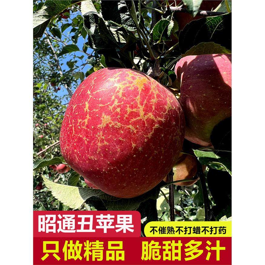 云南昭通市现摘丑苹果水果新鲜整箱当季富士糖心苹果绍通特大果,包装,水果包装,淘宝优惠券,粉丝福利购,淘宝优惠卷