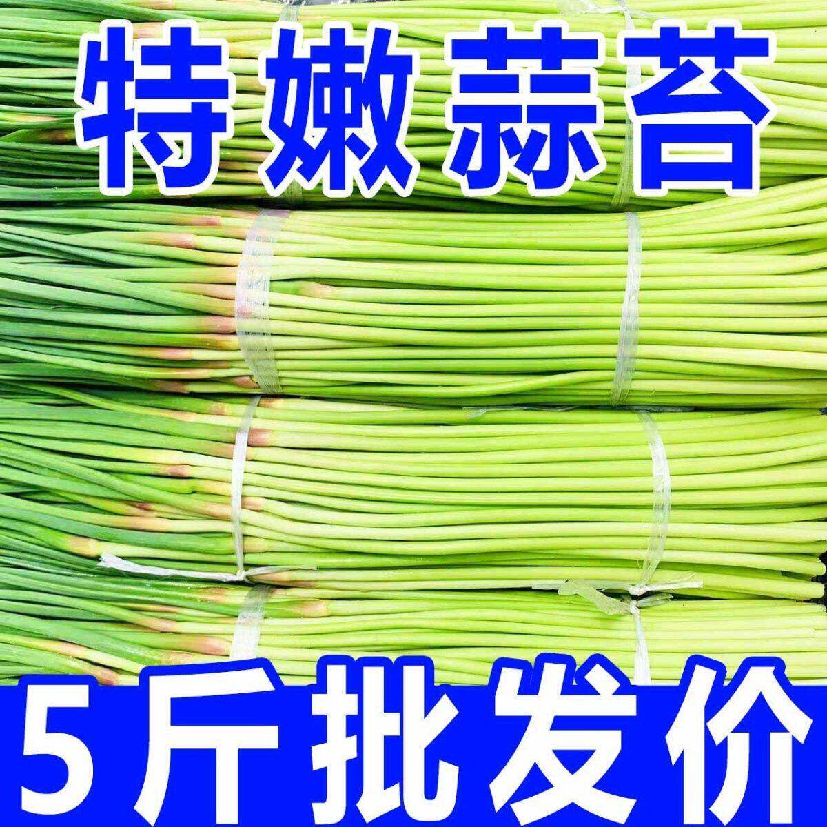 新鲜蒜苔现货河南蒜苗蒜