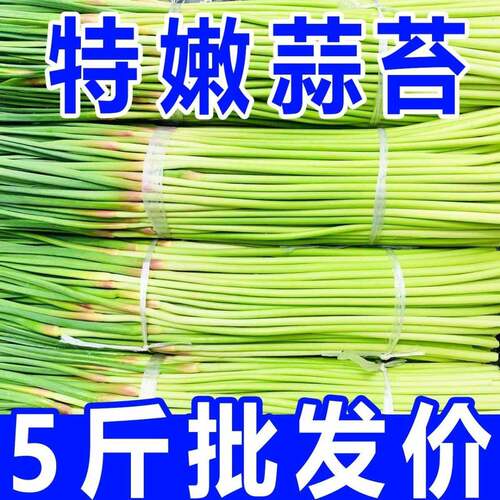 新鲜蒜苔现货河南蒜苗蒜