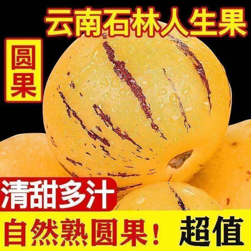 正宗云南石林人参果10斤