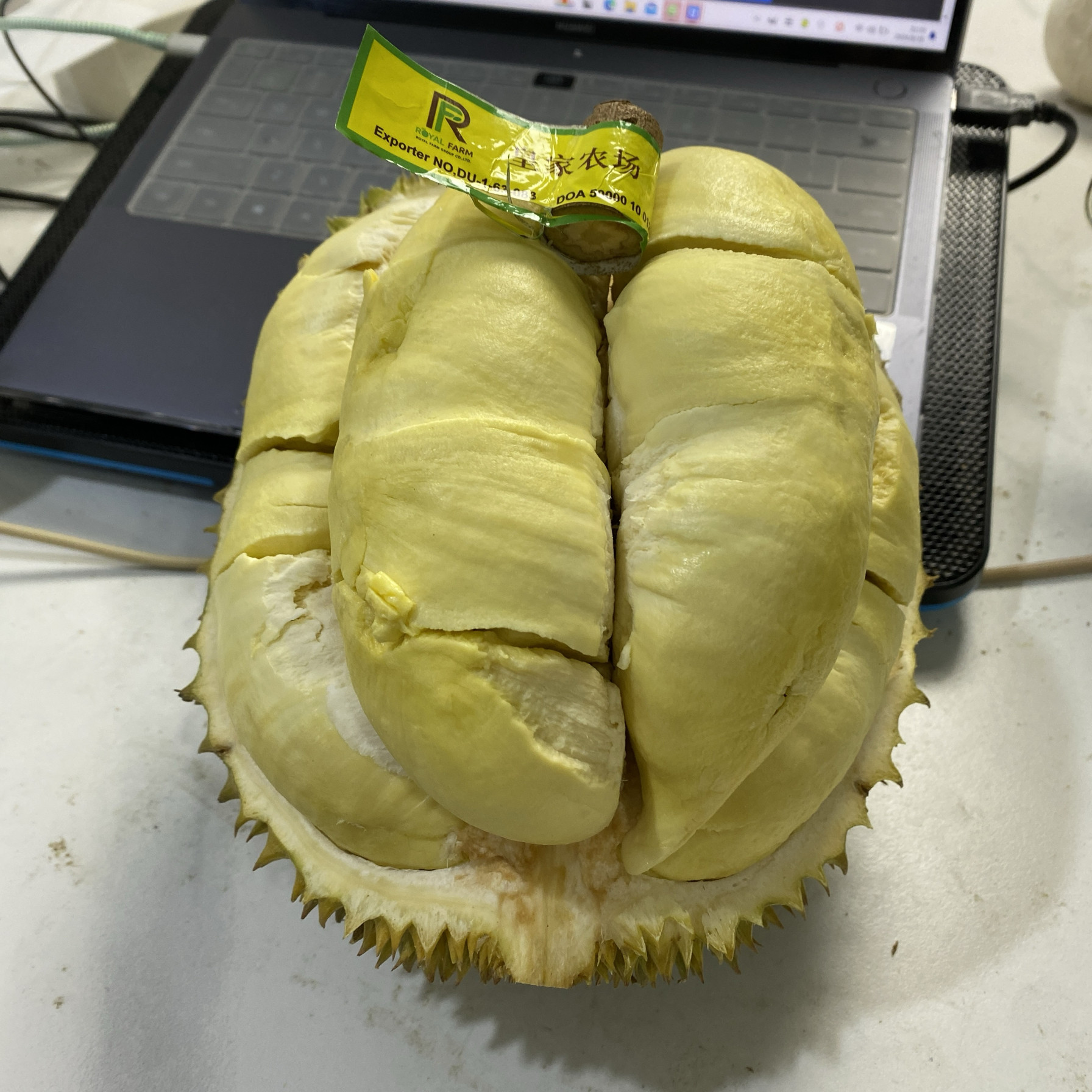 现货直接拍|皇家农场Gi