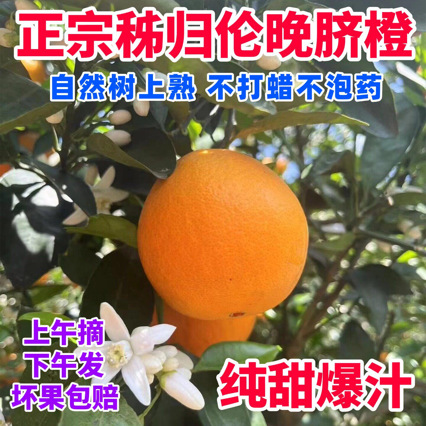 正宗湖北秭归伦晚脐橙当