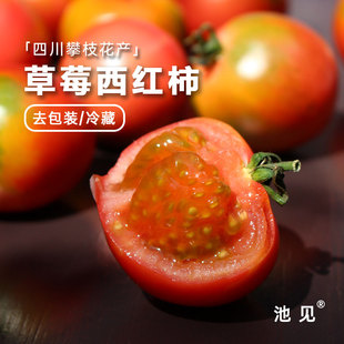 池见 四川攀枝花产草莓番茄柿子生态种植新鲜水果铁皮真味西红柿