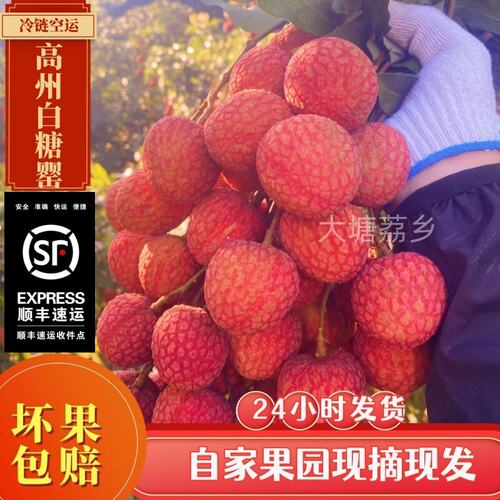2026年当季新鲜荔枝高州