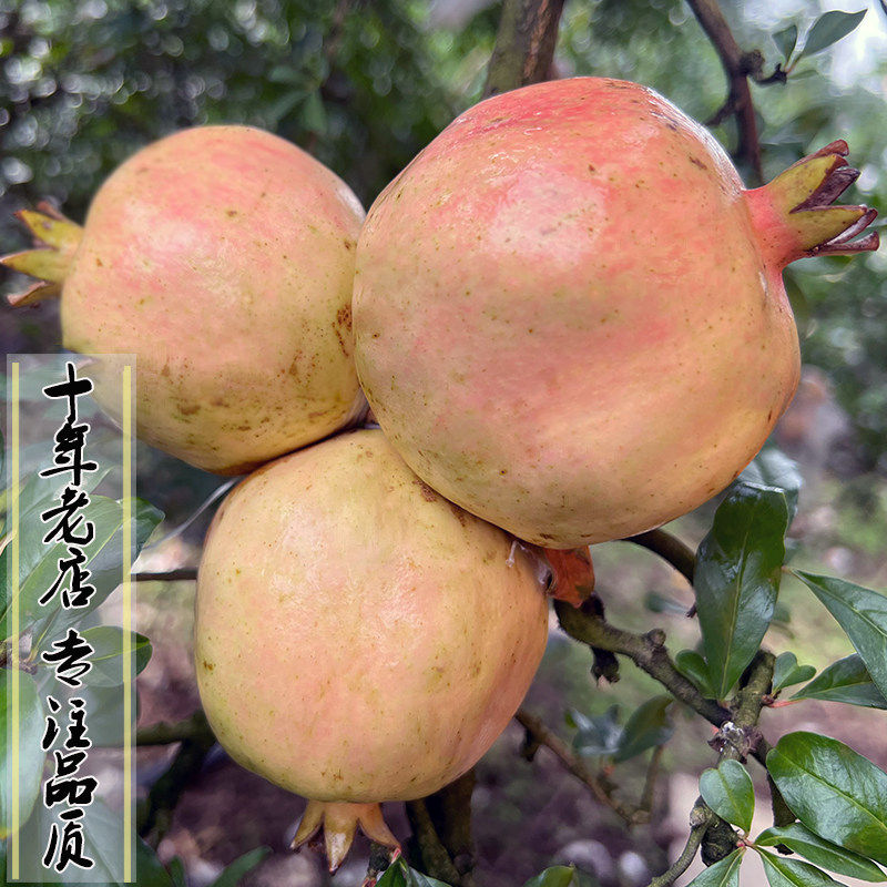现摘云南蒙自甜石榴水晶中大果送礼应季多汁薄皮新鲜水果30年老树