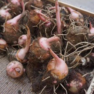 金坛正宗建昌红香芋新鲜芋艿现挖农家蔬菜5斤大个香芋头常州美食