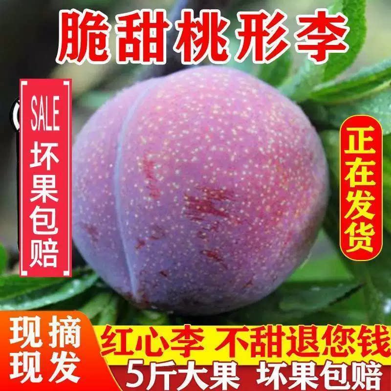 新鲜现货嵊州桃形李子孕