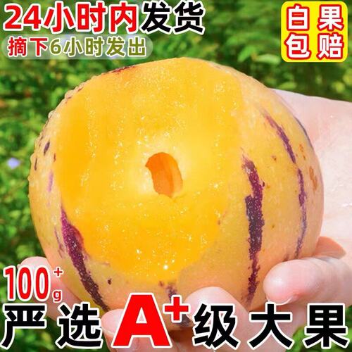 精品特大果云南石林人参