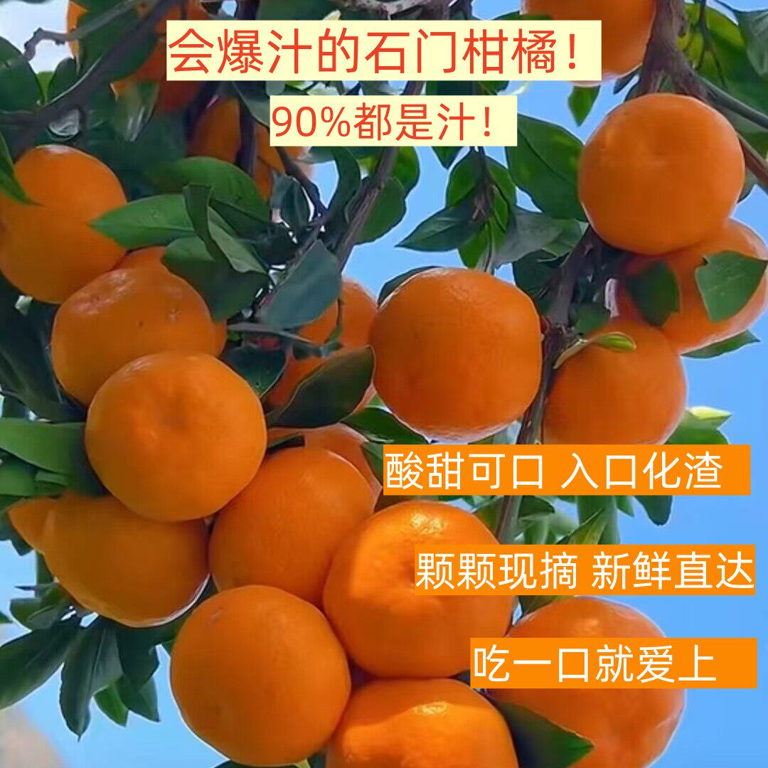 湖南石门蜜桔柑橘橘子桔子早熟橘子新鲜酸甜产地直供当季新鲜水果