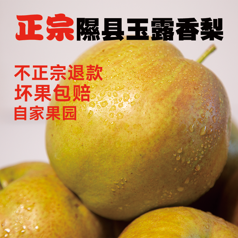 山西隰县玉露香梨水果新
