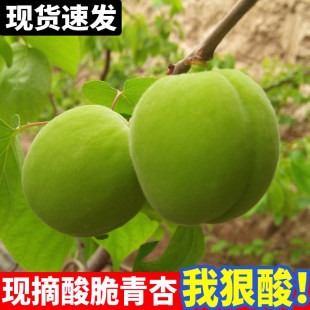 现摘杏子新鲜水果陕西大青杏应当季软核小青杏整箱黄农家酸杏包邮