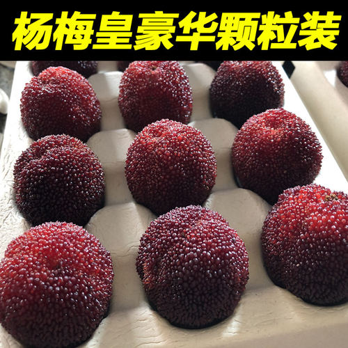 【杨梅皇】正宗仙居东魁