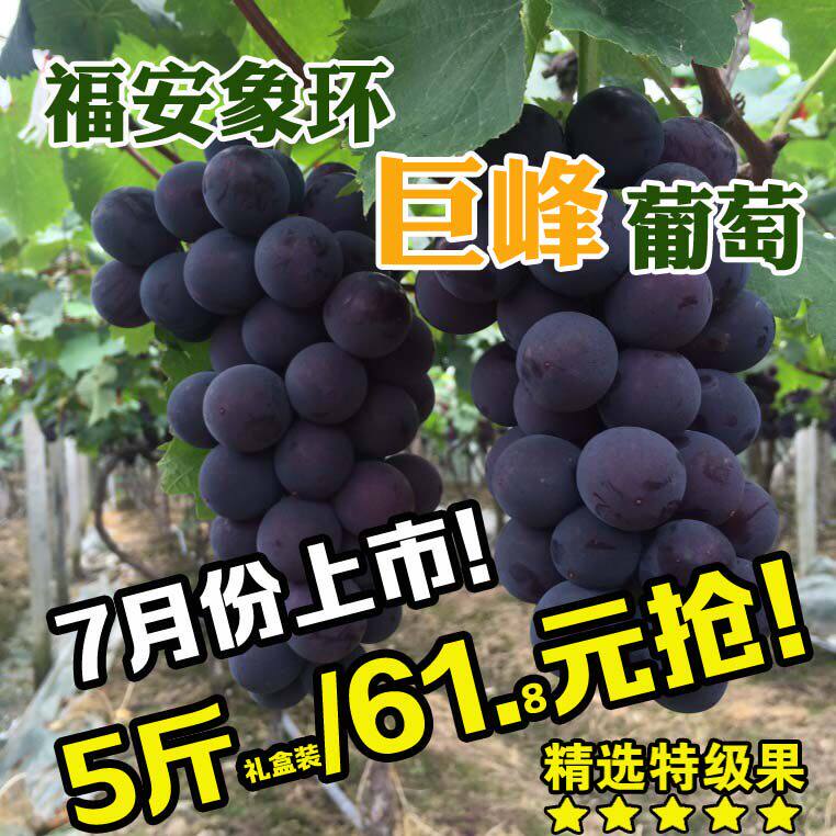 (7月10-15号发货)福建