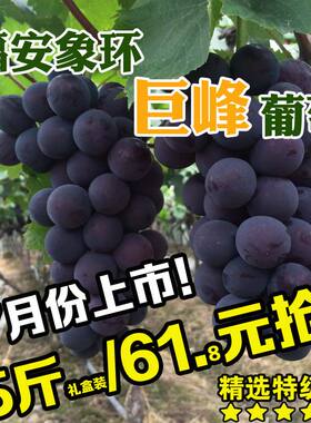 （7月10-15号发货）福建
