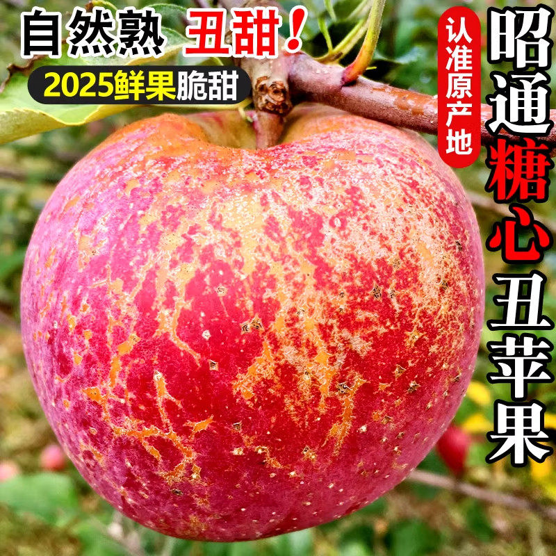 现摘云南昭通丑苹果野生