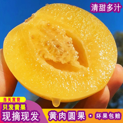 【黄肉黄果】现摘现发树上自然熟云南人参果低糖水果5斤石林整箱
