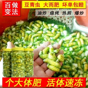 灌云豆丹肉江苏特产新鲜豆虫现擀大青肉果子食用昆虫豆青虫青果肉