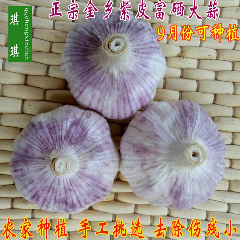 农家自种土蒜25年干蒜大蒜头可腊八蒜山东金乡新鲜紫红皮蒜子5斤