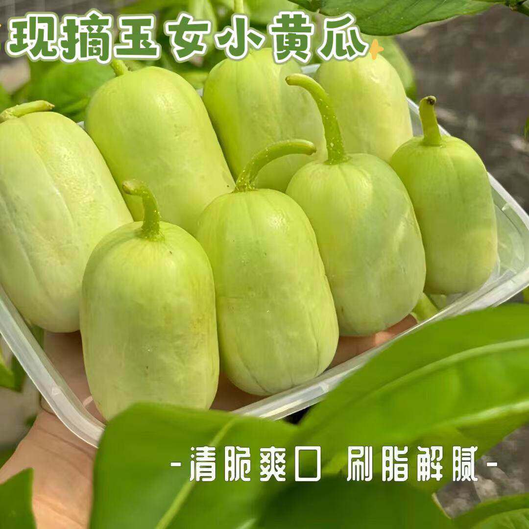 新鲜现摘玉女小黄瓜山东寿光水果小青瓜生吃脆甜金童玉女孕妇水果