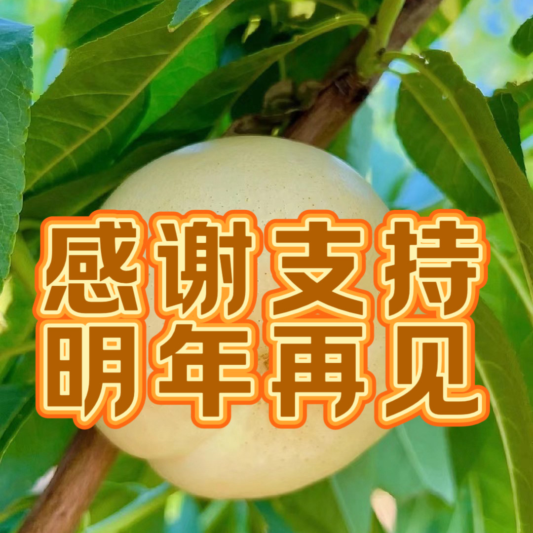 当季水果奶油蟠桃沂蒙山