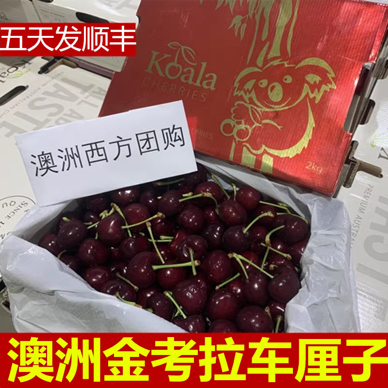 三天发澳洲车厘子红考拉澳大利亚水果礼盒樱桃非塔斯马尼亚顺丰