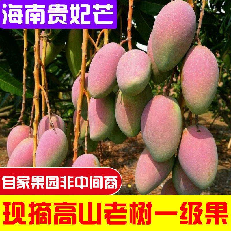 鲜回家海南贵妃芒果整箱10斤当季热带红金龙辣椒芒树上熟新鲜水果