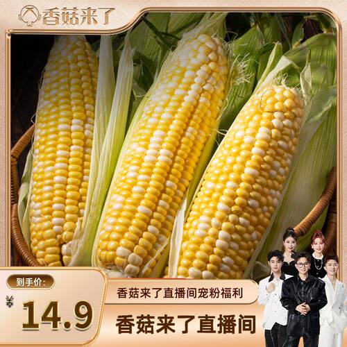 【香菇来了】云南新鲜水