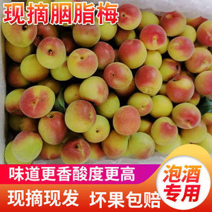 遇梅缘 2025年云南胭脂红梅  新鲜青梅 酸梅  胭脂梅  果农直发