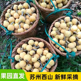 苏州西山青种枇杷大果礼盒现摘现发止咳化痰孕妇小孩送礼顺丰冷链
