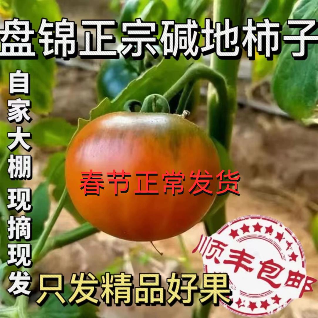 盘锦碱地柿子丹东草莓铁