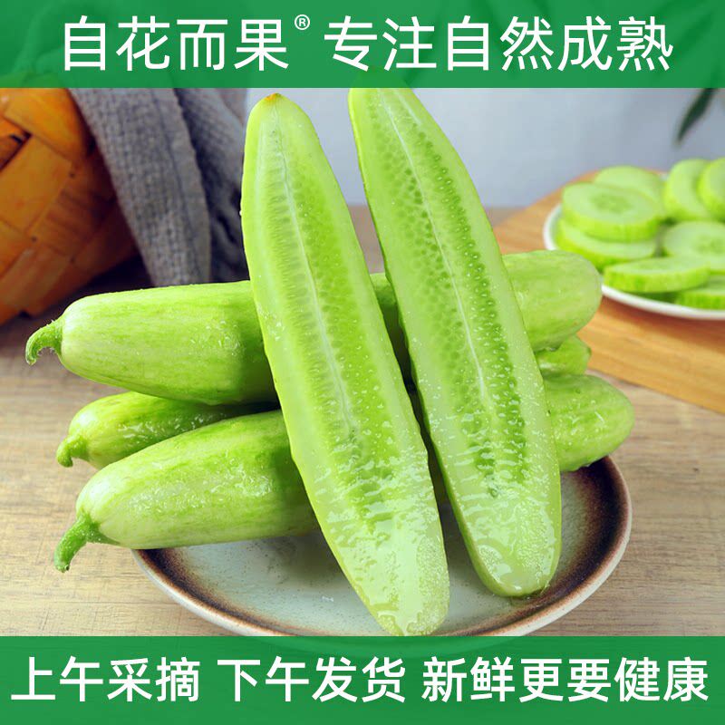 海阳白玉黄瓜新鲜甜脆口孕妇水果自然成熟当天采摘礼盒装包邮