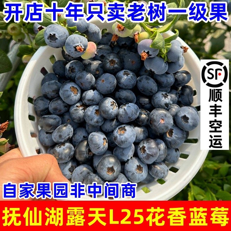 【顺丰空运】云南澄江抚仙湖高山露天L25花香蓝莓新鲜现摘水果,包装,水果包装,淘宝优惠券,粉丝福利购,淘宝优惠卷