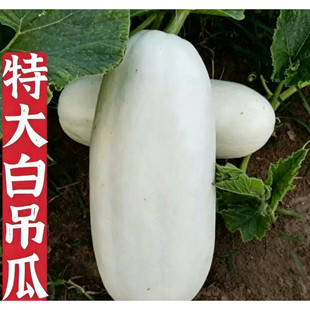 白南瓜白玉瓜白笋瓜时令蔬菜河南白吊瓜绞瓜南瓜北瓜白瓜蒸包子